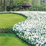 Flexibele BukkitBow tuinrand en gazonrand van 10m, UV- en weerbestendig, in diverse kleuren, inclusief montage materiaal.